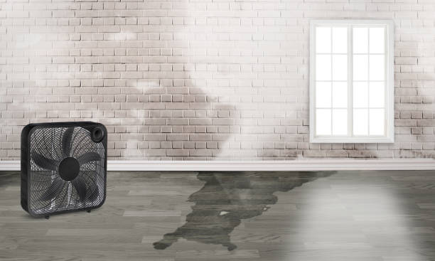 Best Basement water damage restoration  in Reno, NV